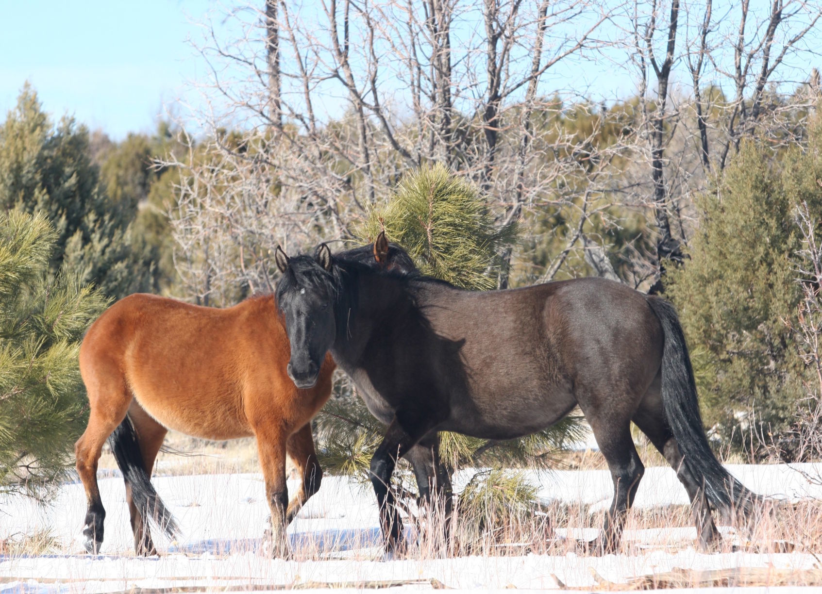 USFS releases Heber Wild Horse management plan draft - 2 horses in January 2020